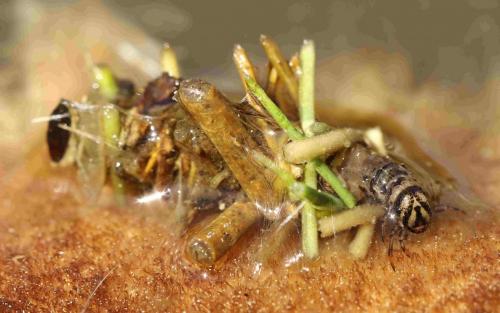 Limnephilus sp.